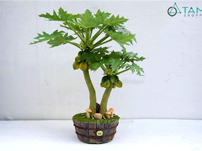 Chậu cây đu đủ để bàn lớn